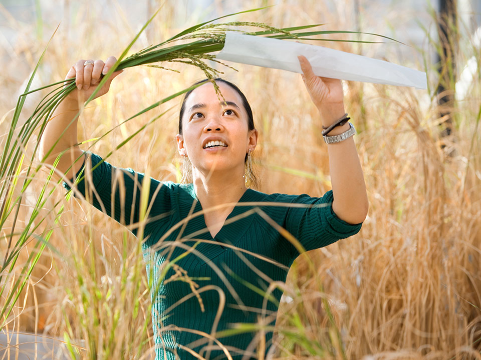 A woman working holding grain in a field